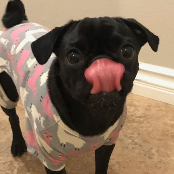 Lunatheblackpuggy