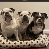 Nybulldogsisters