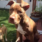 Canela and RRRonin