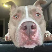 Pittie Mom