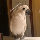 SnoweeTheCockatoo
