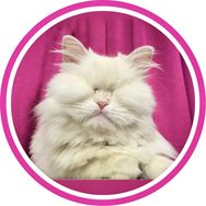 Moet the Blind Cat