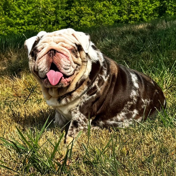 High Cotton Bulldogs