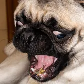 actionpugs