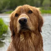 Salt Lake Goldens