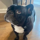Frenchie
