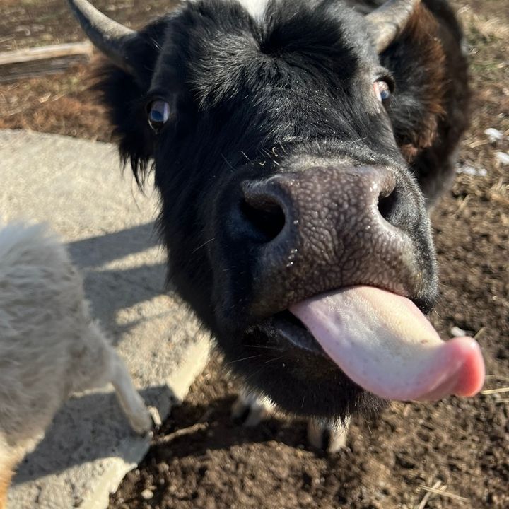 lifeontheprairie