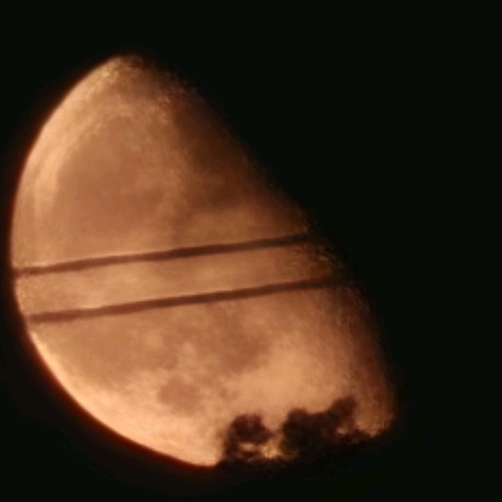 Guanaquita503