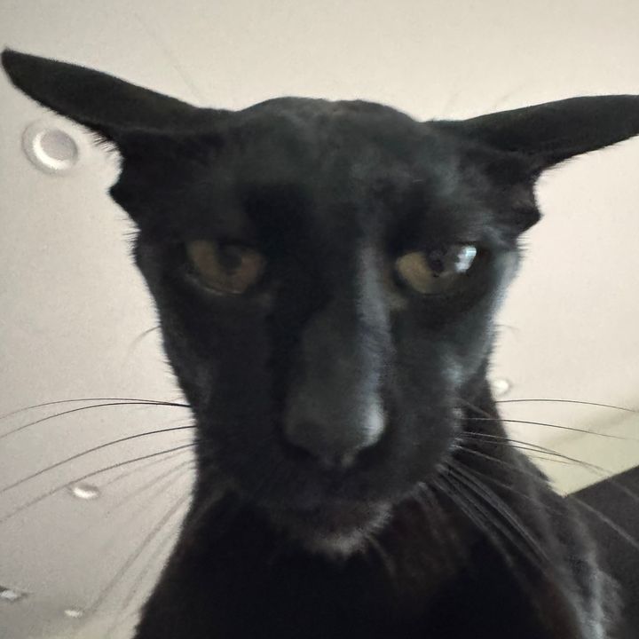 hobbikats
