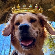 Goose THE Golden