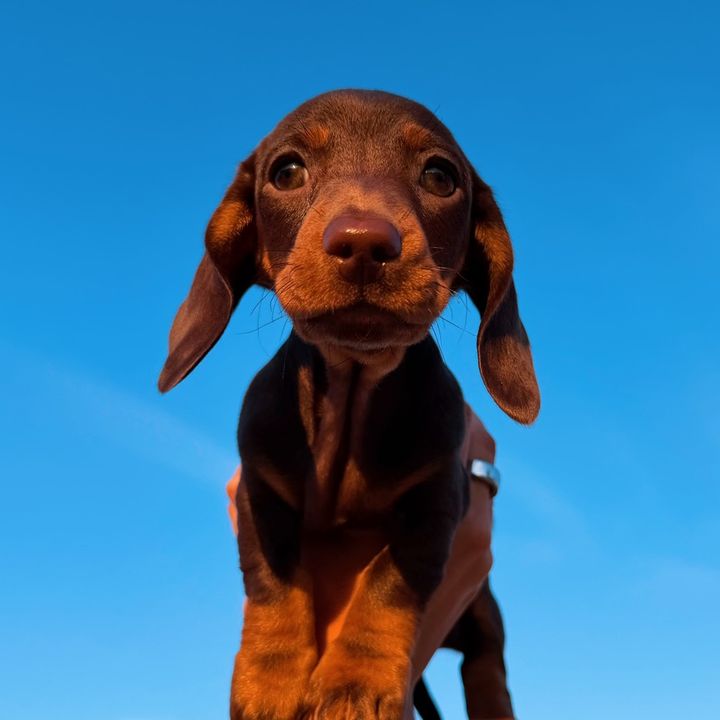 Skippylongdog