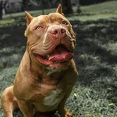 NJbullz