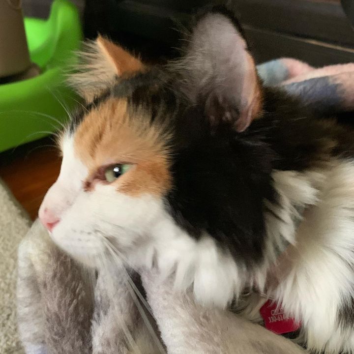 TC Rescue’s 9 Lives