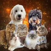 Ambrosepets