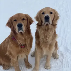 The Life of Scout and Brody