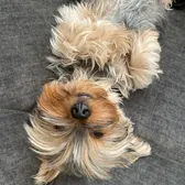 Yorkie Puppies