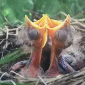 Cannibalistic birds