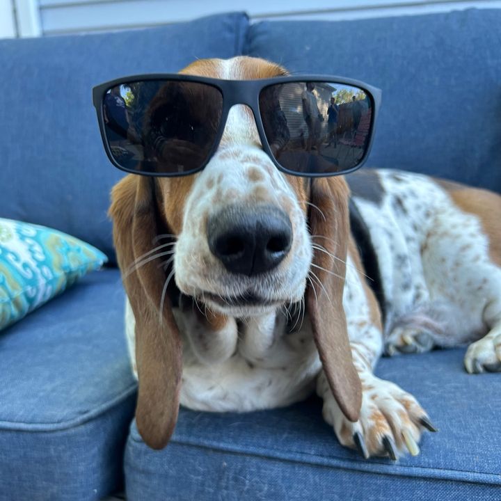Bonnie the Basset