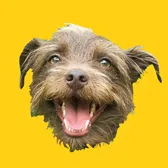 Bastian the Talking Terrier