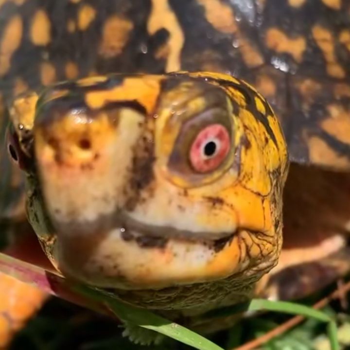 TortoiseTime