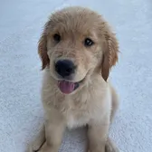 Cooper