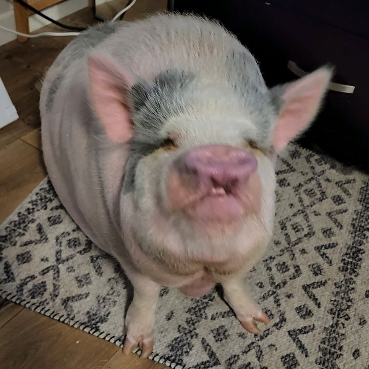 wilbur_piggy_hamsolo