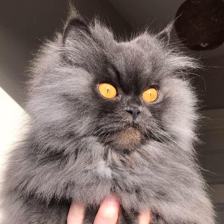 Bobbie the Persian