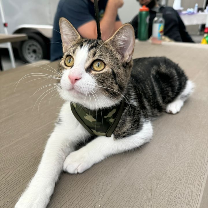 theproudcatmom