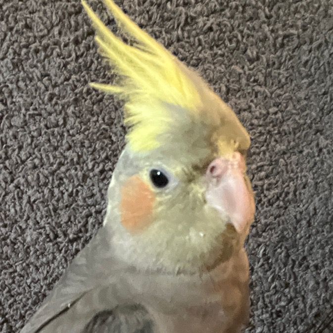 Lulu the Cockatiel