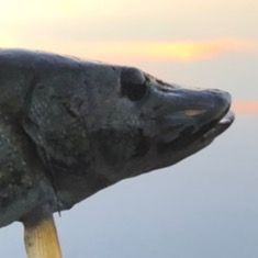 _AnimalMoments_