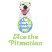 Ace the Pitmatian