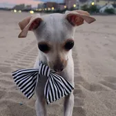 TBD the Rescue Chihuahua