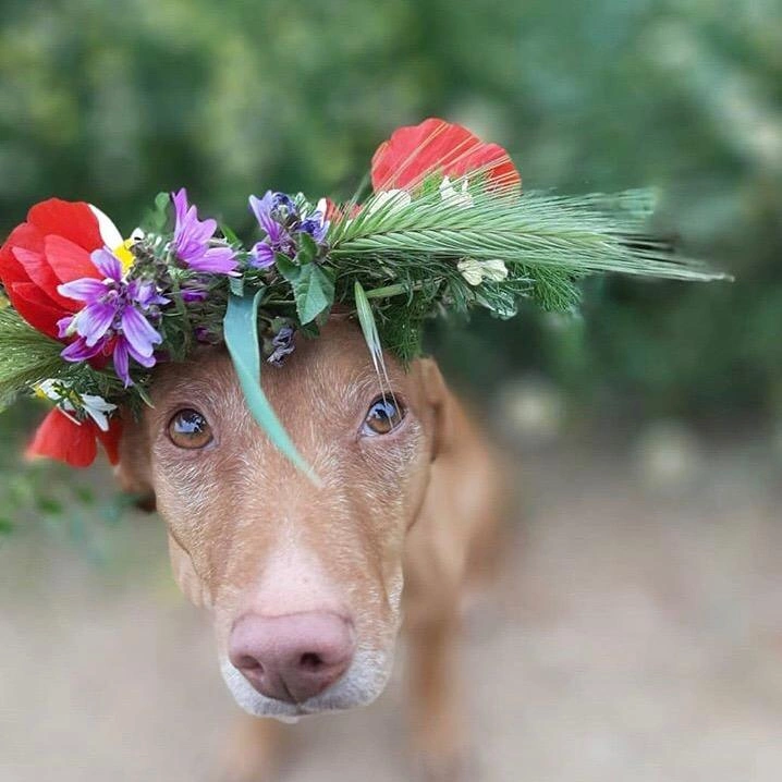 Guffy_dog