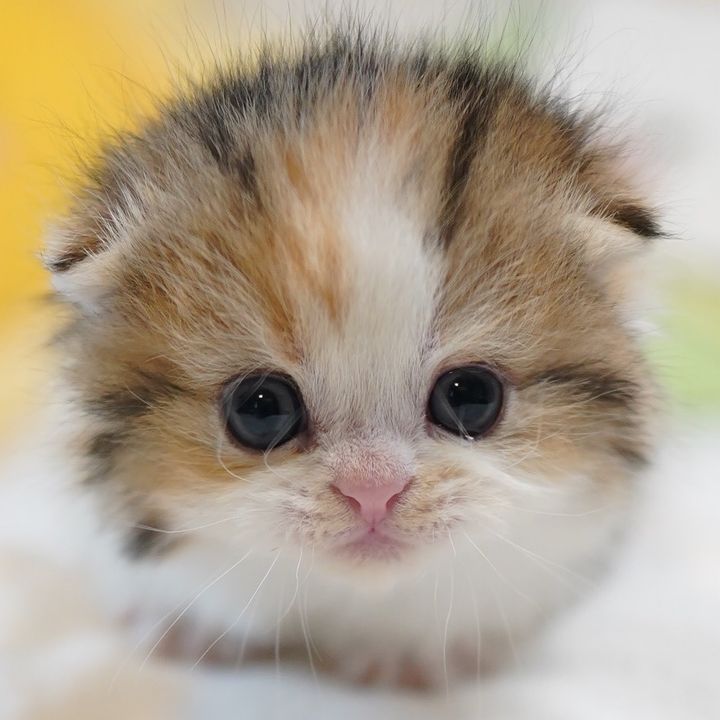 tinyfoldmunchkin