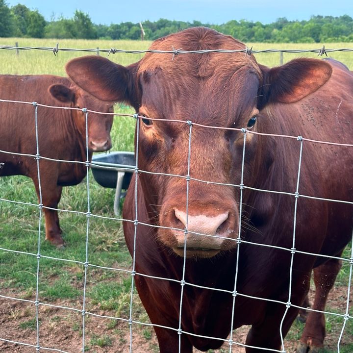 owensfamilyfarm