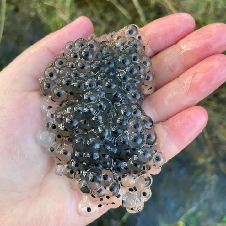 Baby Frogs
