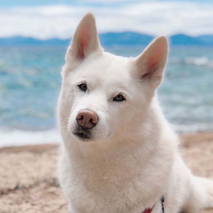 mushuthehusky