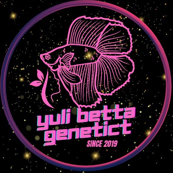 Yuli Betta Genetic