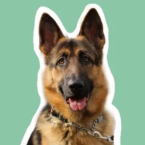 GSD Bear