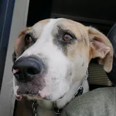 Dakotawndrpup