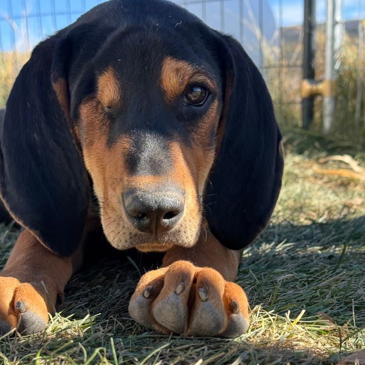 Sausage