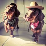 hugonolliesausage (Jo S)