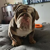 luxe_bulldogs