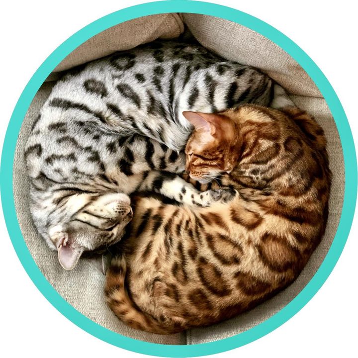 Zoe the Chatty Bengal