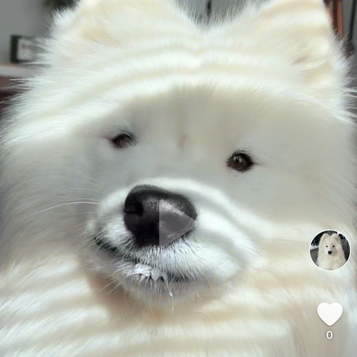 Tofu the Samoyed