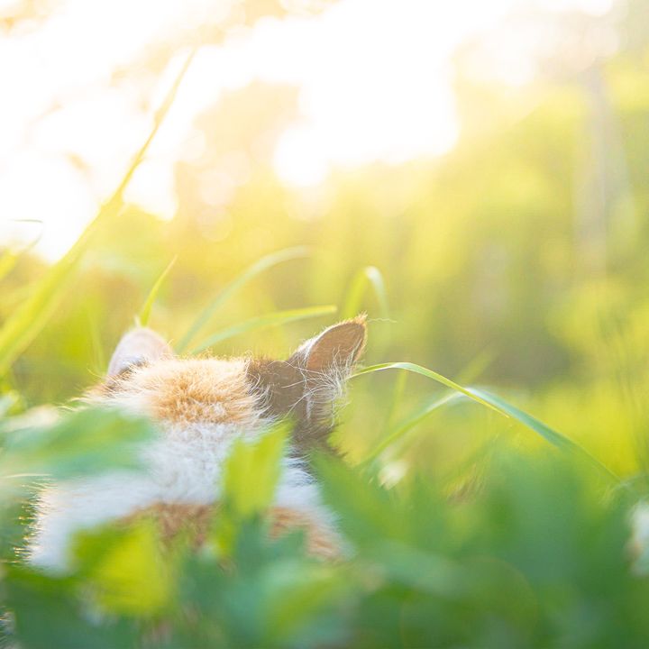 せきはん
