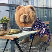Fluffy Bharosa