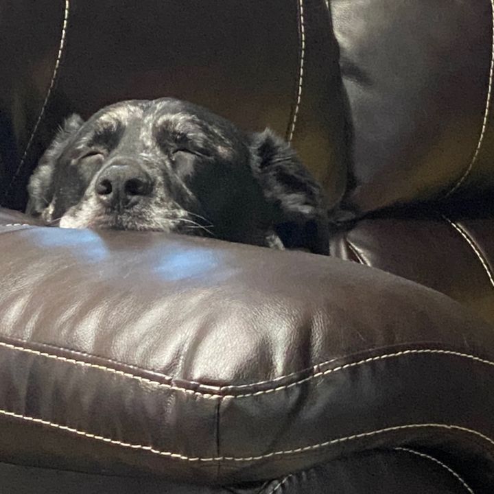 dogsdecorandgrandkids