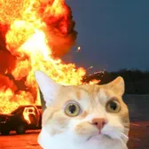 Mangothekitten