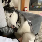 Husky Momma